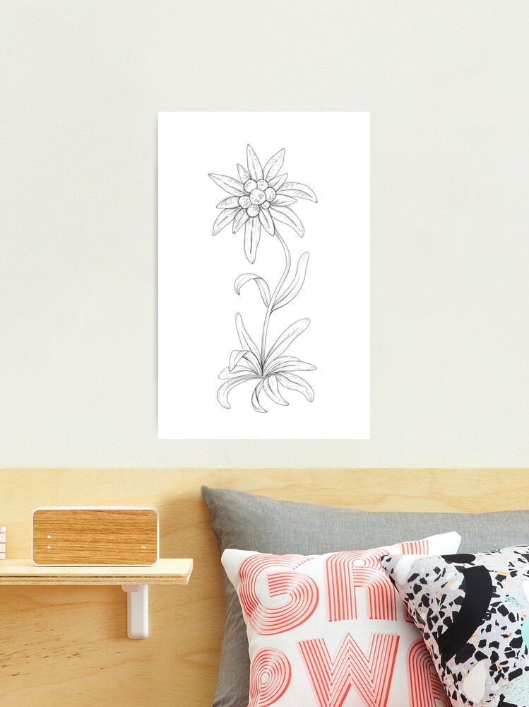 Edelweiss Flower Pen Drawing Photographic Print for Sale by Emma McNamara