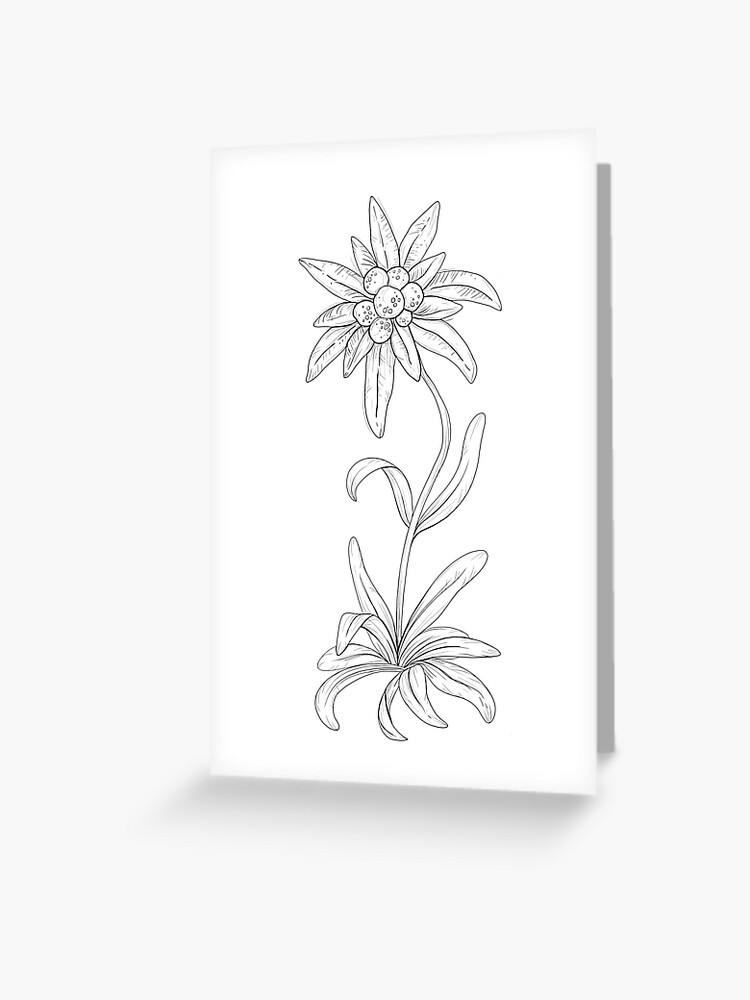 Dessin au stylo fleur Edelweiss | Carte de vœux