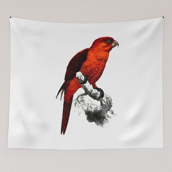 Item preview, Rare Parrot of Solomon Islands Vintage 19th century illustration designed and sold by Rantan1618.