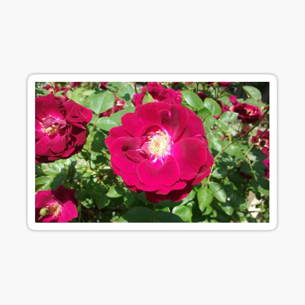 Rosebush Sticker