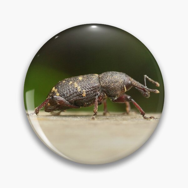 Item preview, Spruce weevil designed and sold by NW-Photo-Art.