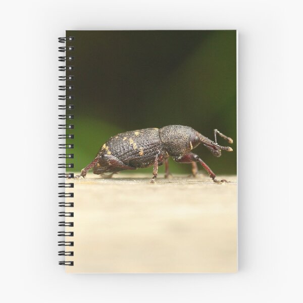 Item preview, Spruce weevil designed and sold by NW-Photo-Art.