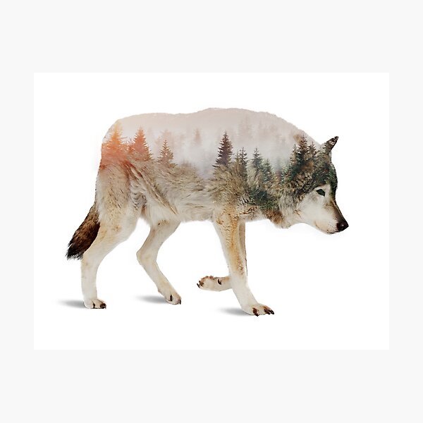 Wolf Photographic Print
