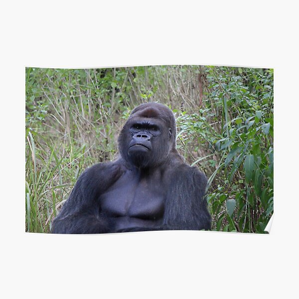 Silver-back Mountain Gorilla Ape Primate Africa Men Sleeveless Muscle T Tank Top