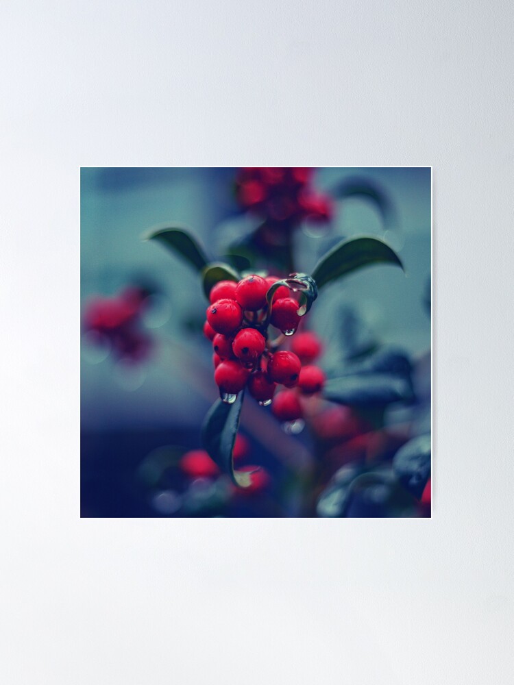 Red berries Poster