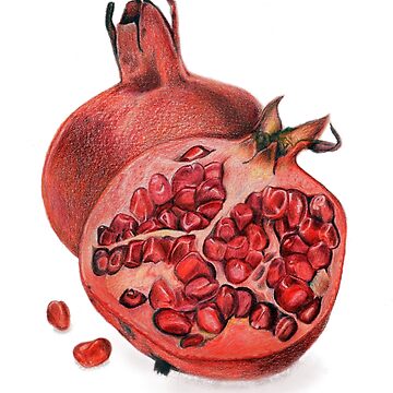 Artwork thumbnail, Beautiful Pomegranate Illustration by qwollock