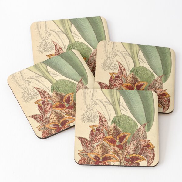 Item preview, Bulbophyllum macrobulbum 146 8842 designed and sold by EsotericBotanic.