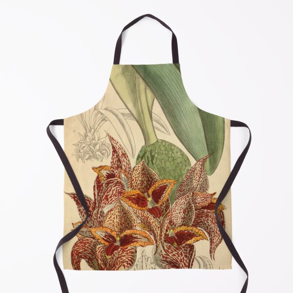 Item preview, Bulbophyllum macrobulbum 146 8842 designed and sold by EsotericBotanic.