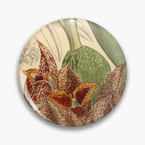 Item preview, Bulbophyllum macrobulbum 146 8842 designed and sold by EsotericBotanic.