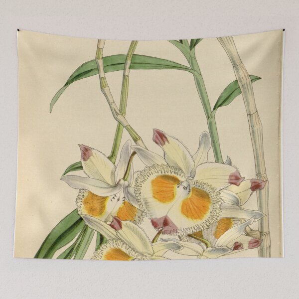 Item preview, Dendrobium devonianum designed and sold by EsotericBotanic.