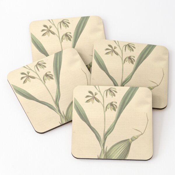 Item preview, Curtis's botanical magazine (Plate 3638) (8386381467) designed and sold by EsotericBotanic.