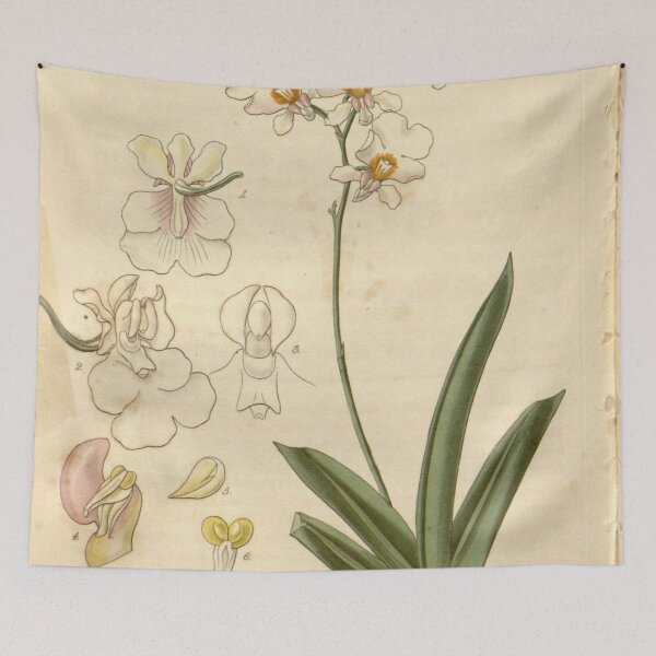 Item preview, Tolumnia pulchella (as Oncidium pulchellum) Curtis' 54 (N.S. 1) pl. 2773 (1827) designed and sold by EsotericBotanic.