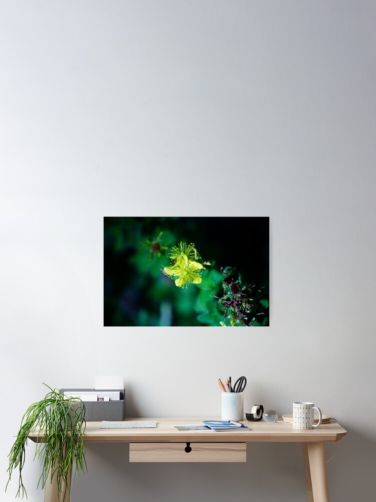 Thumbnail 1 of 3, Poster, Dancing in the Sunlight: A Symphony of Blooms designed and sold by cokemann.