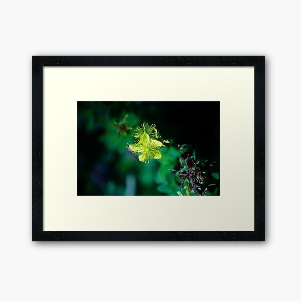 From the Shadows 03.09.2020 Framed Art Print