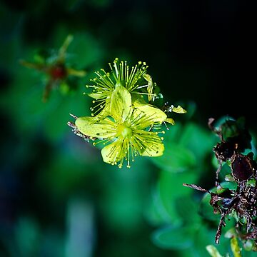 Artwork thumbnail, Dancing in the Sunlight: A Symphony of Blooms by cokemann