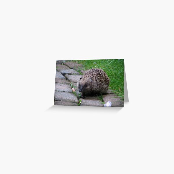 Hedgehog British Wildlife Mammal Greeting Card