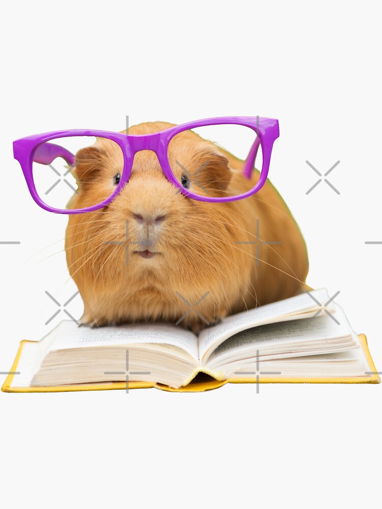 "Guinea pig reading Book " Sticker by ismailalrawi Redbubble