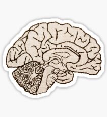 hemisected brain Sticker