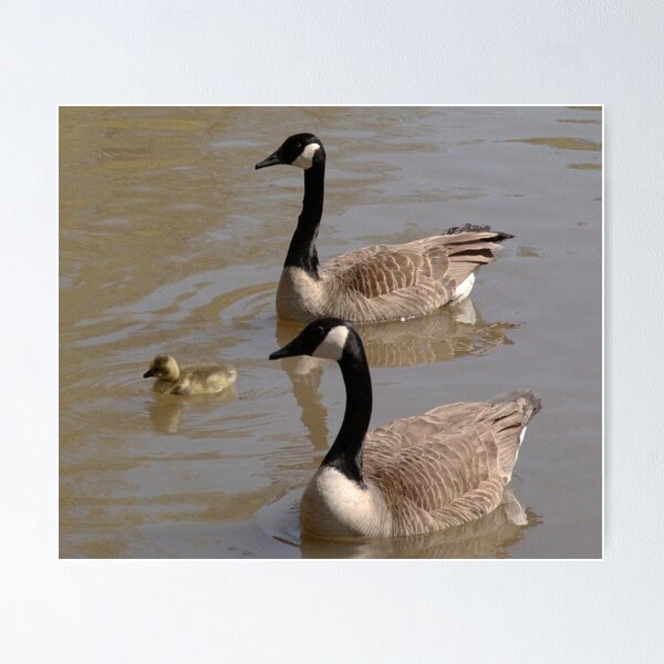 Artikelvorschau, Goose Family entworfen und verkauft von James & Laura Kranefeld.