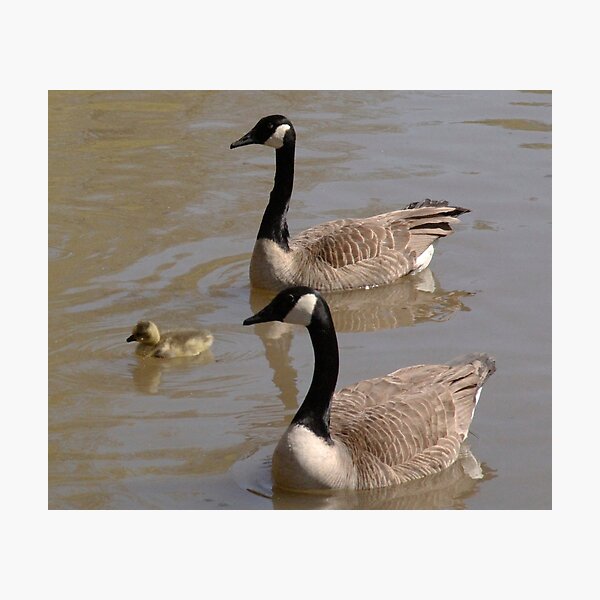 Item preview, Goose Family designed and sold by James & Laura Kranefeld.