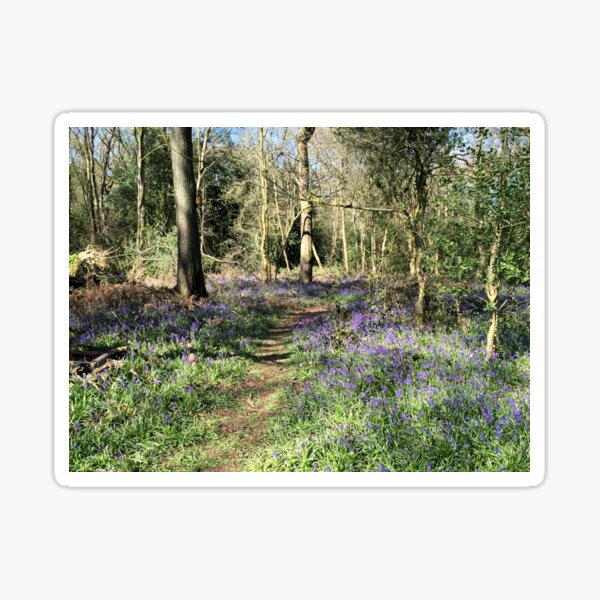 Bluebells in Earlswood Sticker