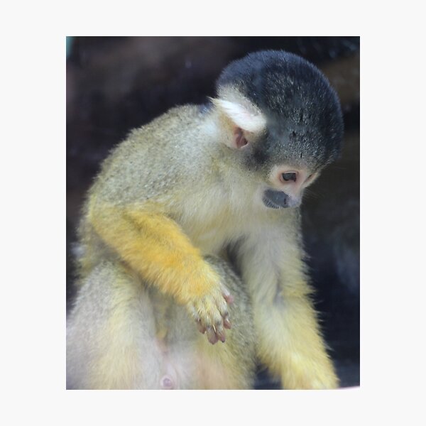 Year of The Monkey 1992 Chinese Zodiac Monkey 1992