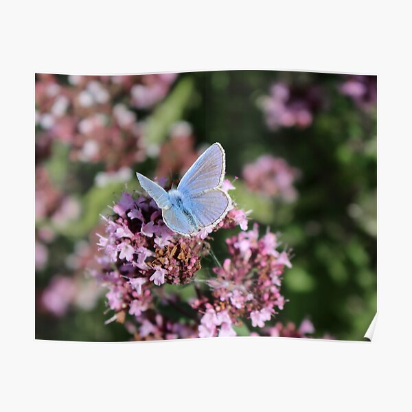 Common Blue butterfly Poster