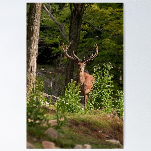 Item preview, Bull Elk designed and sold by Michael Cummings.
