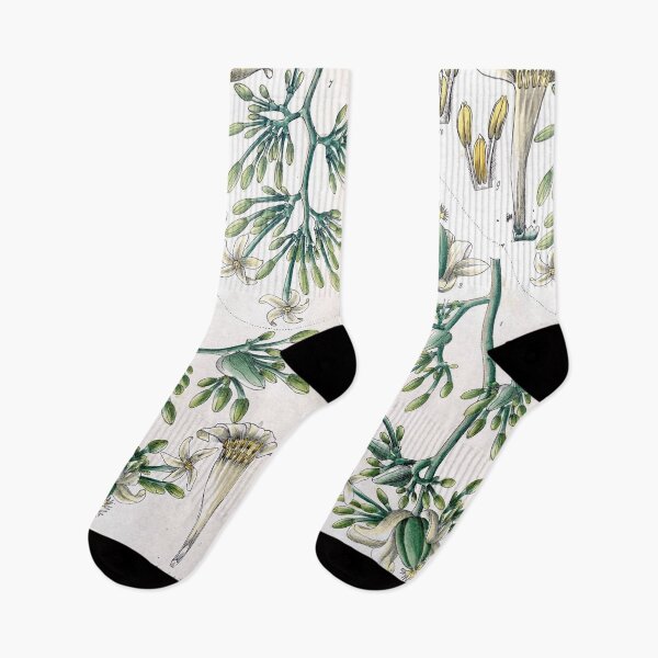 Item preview, carica papaya l. botanical illustration designed and sold by Yviemakes.