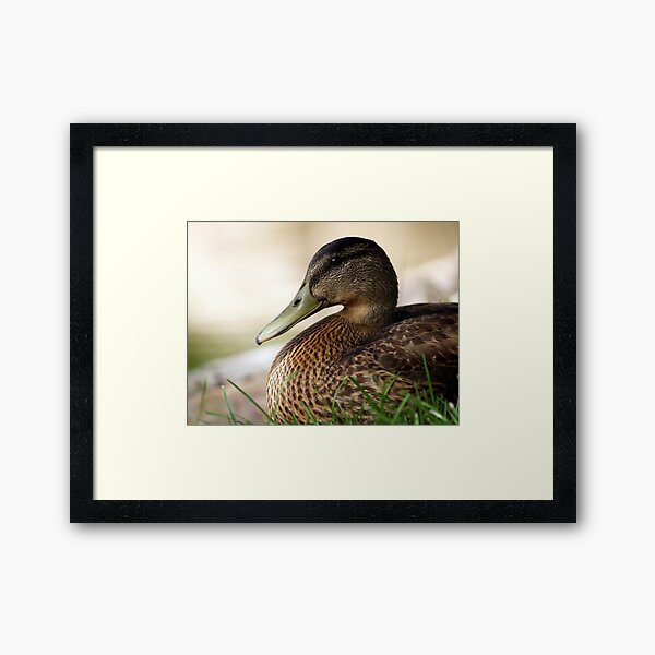 CO213 Framed Art Print