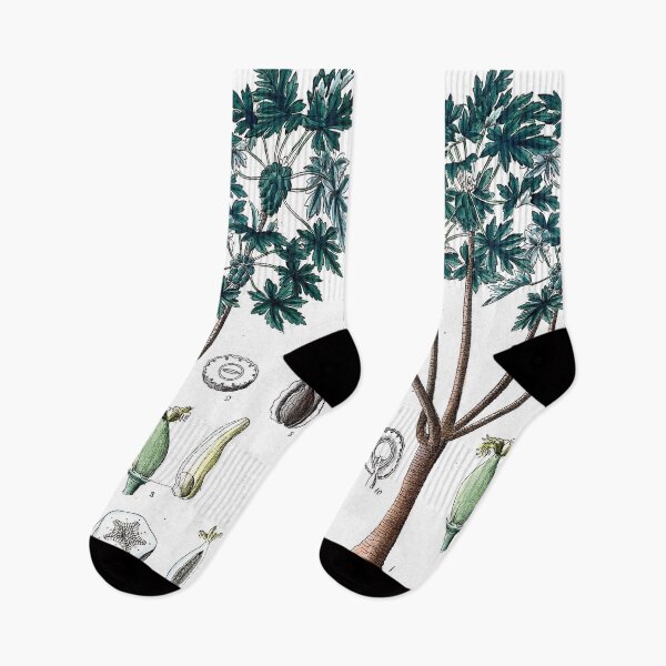 Item preview, carica papaya l. tree botanical illustration designed and sold by Yviemakes.