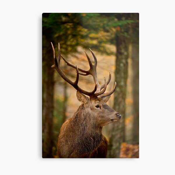 Bull Elk Metal Print