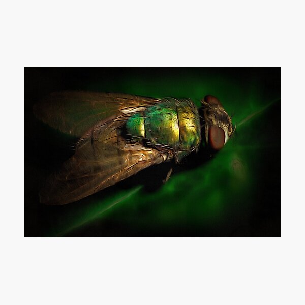 Item preview, Magnified Fly: Old Masters Style Painting designed and sold by mittie101.