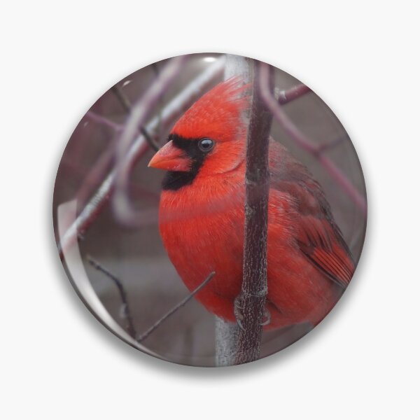 Item preview, Male Northern Cardinal designed and sold by cherylorraine.