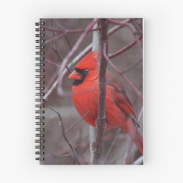 Item preview, Male Northern Cardinal designed and sold by cherylorraine.