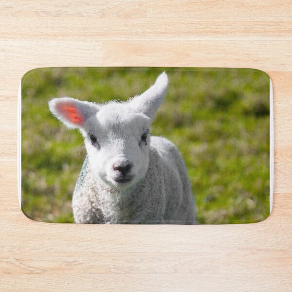 Item preview, A Newborn Lamb, Carleton-In-Craven designed and sold by TomHolmesPhoto.