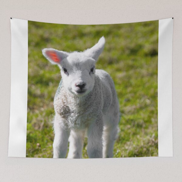 Item preview, A Newborn Lamb, Carleton-In-Craven designed and sold by TomHolmesPhoto.