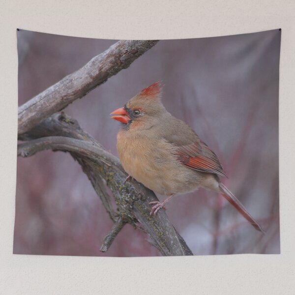 Item preview, Female Northern Cardinal designed and sold by cherylorraine.
