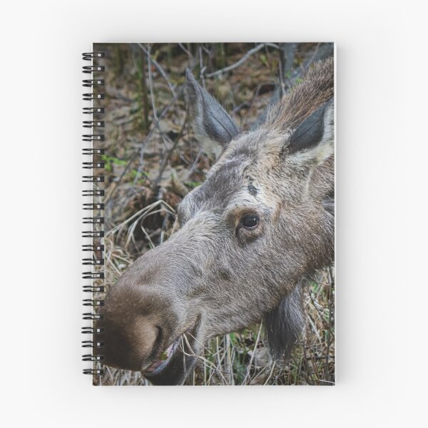 Item preview, Snack-time Moose designed and sold by ADM  Photography.