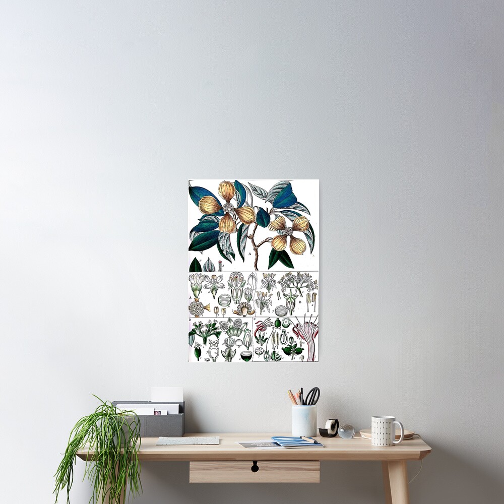 " Flowering Plant Parts II Diagram" Poster by Yviemakes | Redbubble