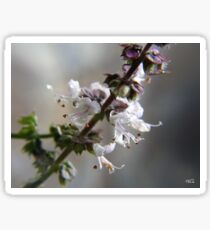 Springtime Sticker