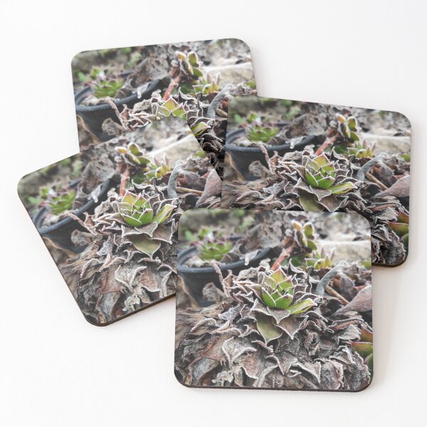Item preview, Hoar frost on houseleek designed and sold by Gourmetkater.