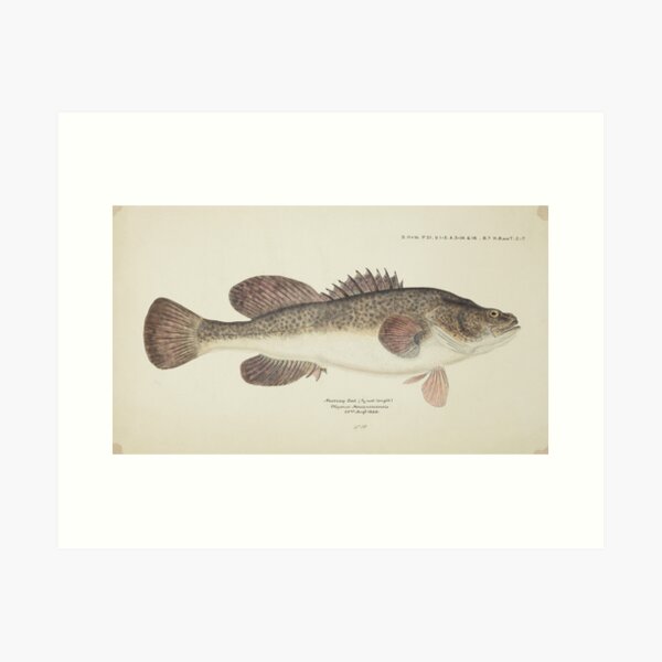 Item preview, Natural History Vintage Murray Cod Illustration 1866 designed and sold by Natural-History.