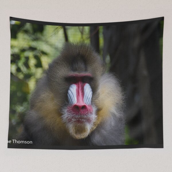 Item preview, Staring Contest designed and sold by Wayne Thomson.