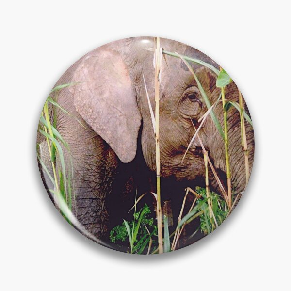 Item preview, Malaysian Pygmy Elephant calf designed and sold by Photography  by Mathilde.
