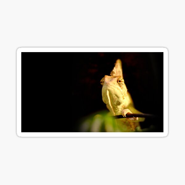Chameleon Sticker