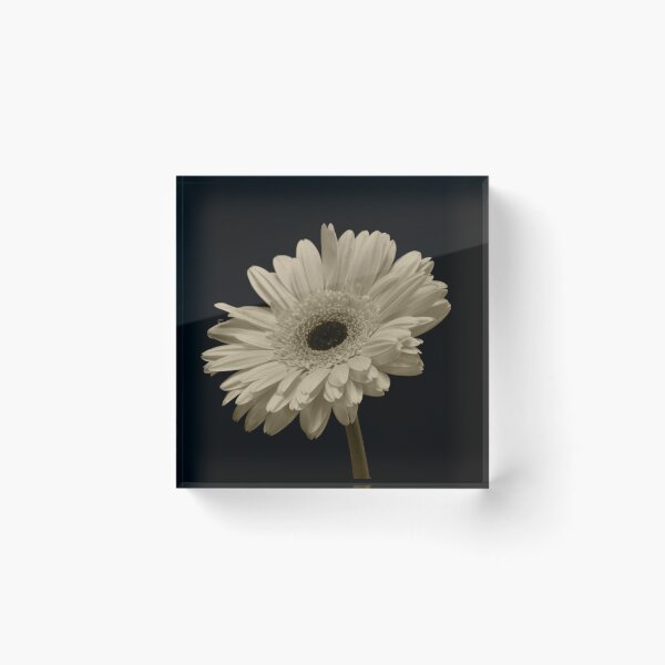 Item preview, Gerber Daisy, Sepia designed and sold by Microwhites.