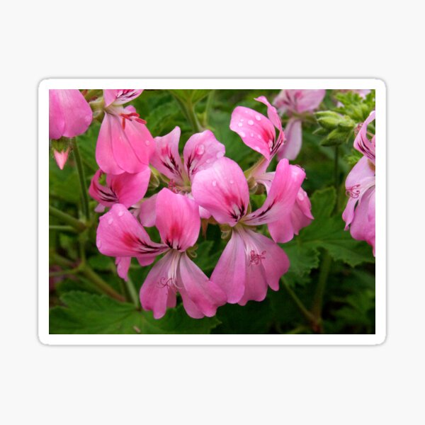 Pink Geranium (Pelargonium) Flowers Sticker