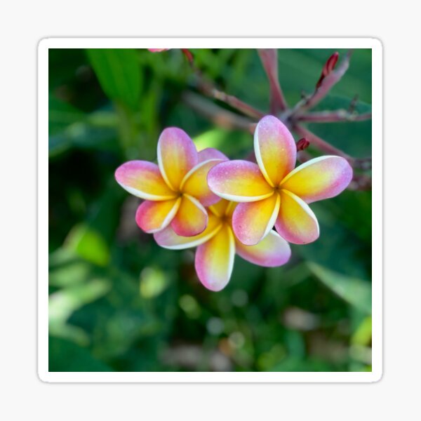 Frangipani Sticker vinyl cut pink & yellow colour local photo australian flower 