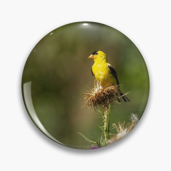 Item preview, American Gold Finch 2013-5 designed and sold by Thomasyoung.